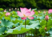 Pink Lotus Hydrosol