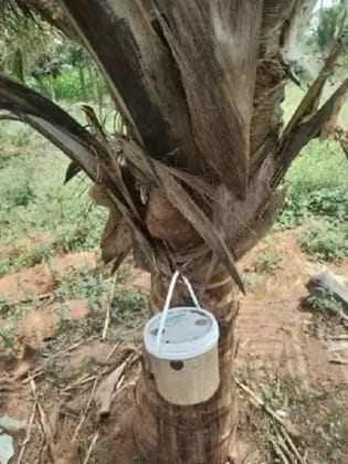 FARM (RED PALM WEEVIL)COCO LURE WITH BUCKET TRAP (PACK OF 1)