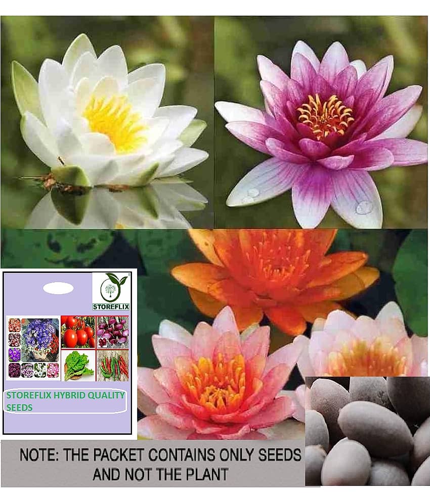 STOREFLIX Lotus Flower ( 20 Seeds )