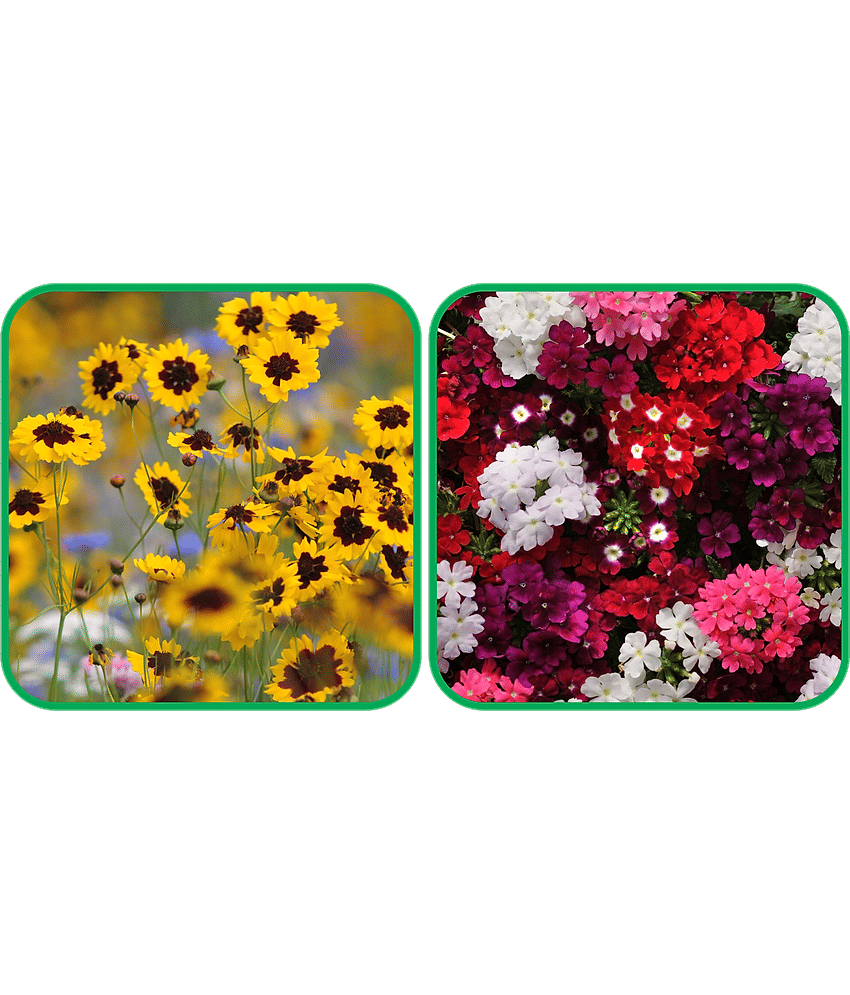 Aero Seeds Verbena Mix Color (50 Seeds) And Calliopsis (Tinctoria) Mix Color (50 Seeds) Flower Seeds Pack