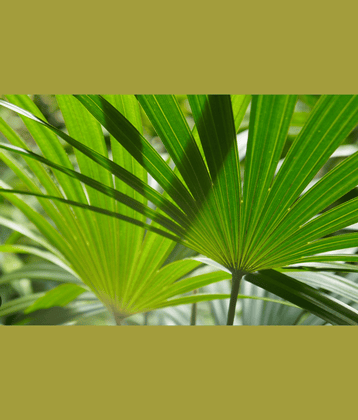 CLASSIC GREEN EARTH - Palm Tree Plant ( 20 Seeds )