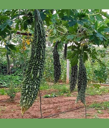 Green Bitter Gourd (Karela ke beej) Vegetable Seeds Pack Of 15 | Organic | for Planting in Home Kitchen Terrace Balcony Gardening