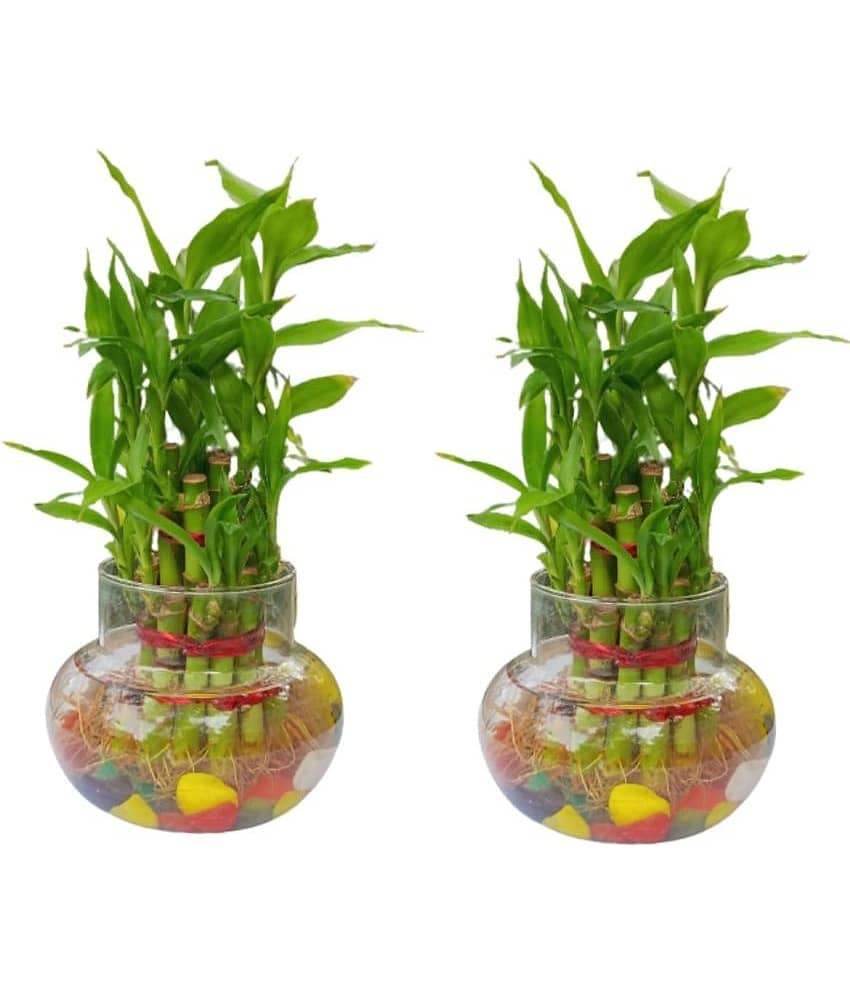 Green plant indoor - Green Wild Artificial Flowers With Pot ( Pack of 2 )