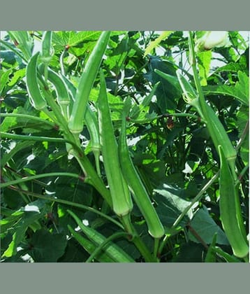Green Ladies Finger-Bhindi- Okra Hybrid Vegetable - 35 Seeds