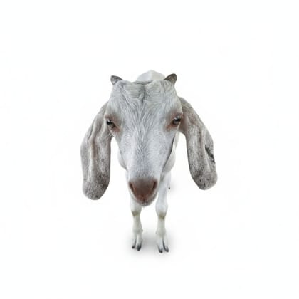Fresh Farm Goat Meat - 10 kg - One pack of goat meat
