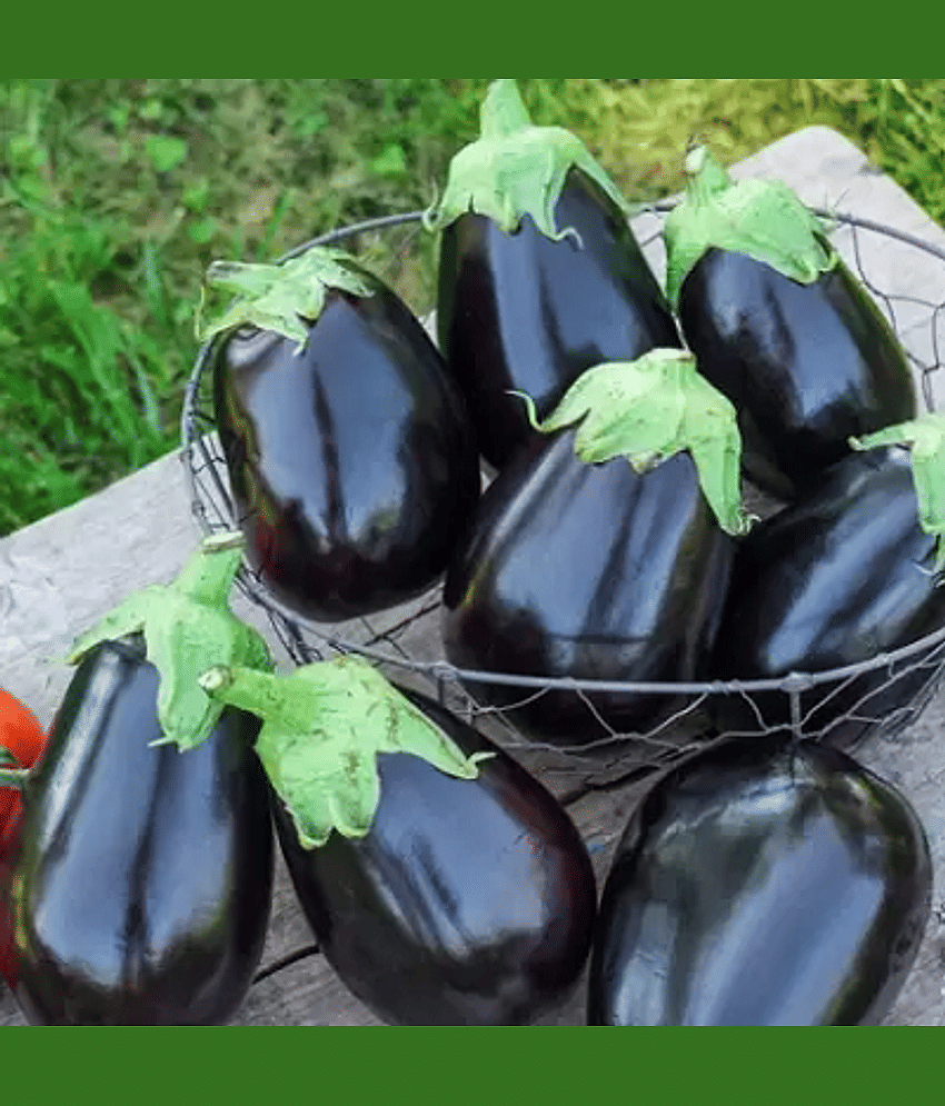 Jignisha Seeds Hybrid Brinjal Vegetable ( 50 Seeds )