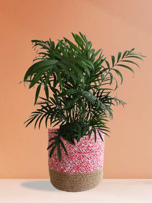 Bamboo Palm (Large) Bamboo Palm (Large)