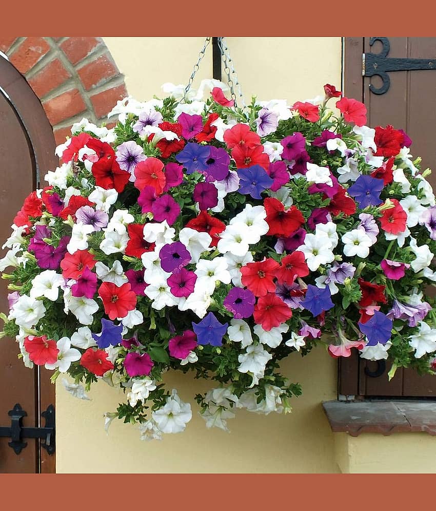 homeagro - Petunia Mixed Flower ( 50 Seeds )