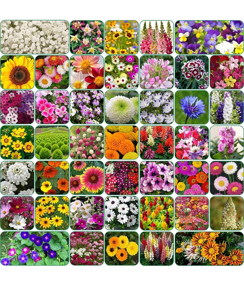 Aero Seeds 45 variety Flower seeds combo pack with instruction manual.