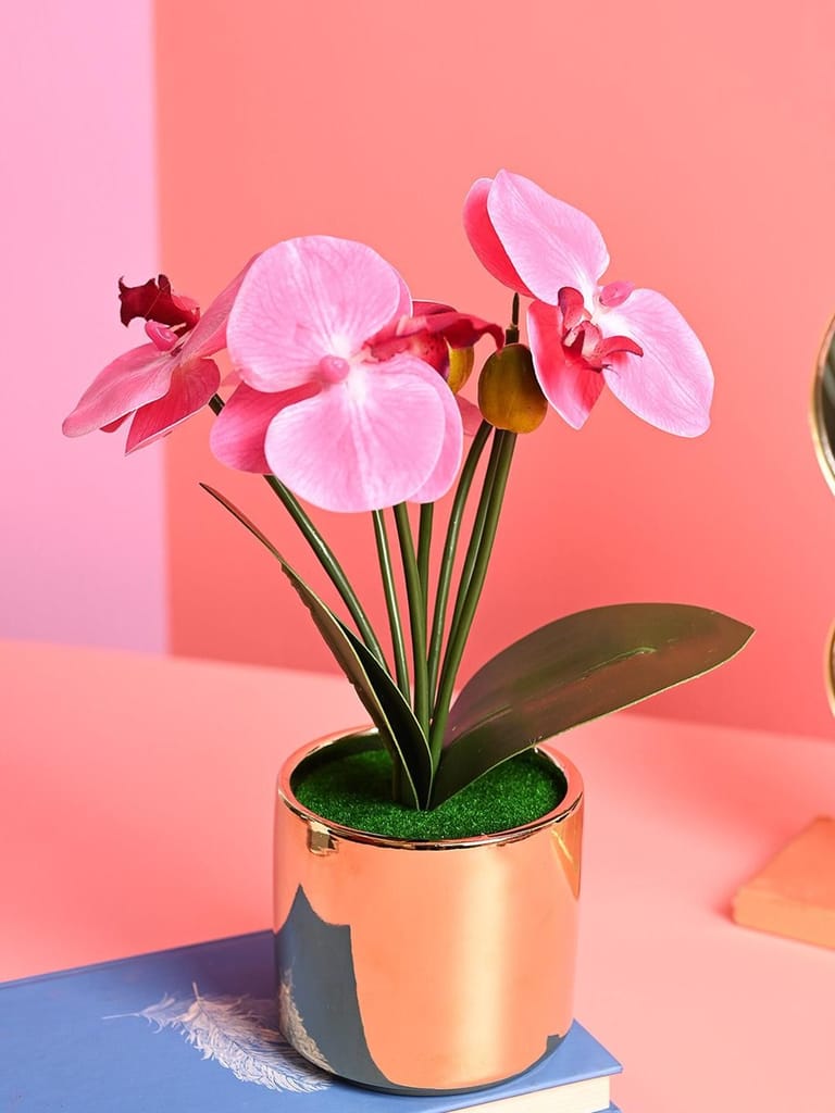 Pink Orchid Flowers With Golden Pot - Indoor Office Plants