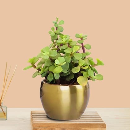Jade Plant (Small) in Golden Metal Pot