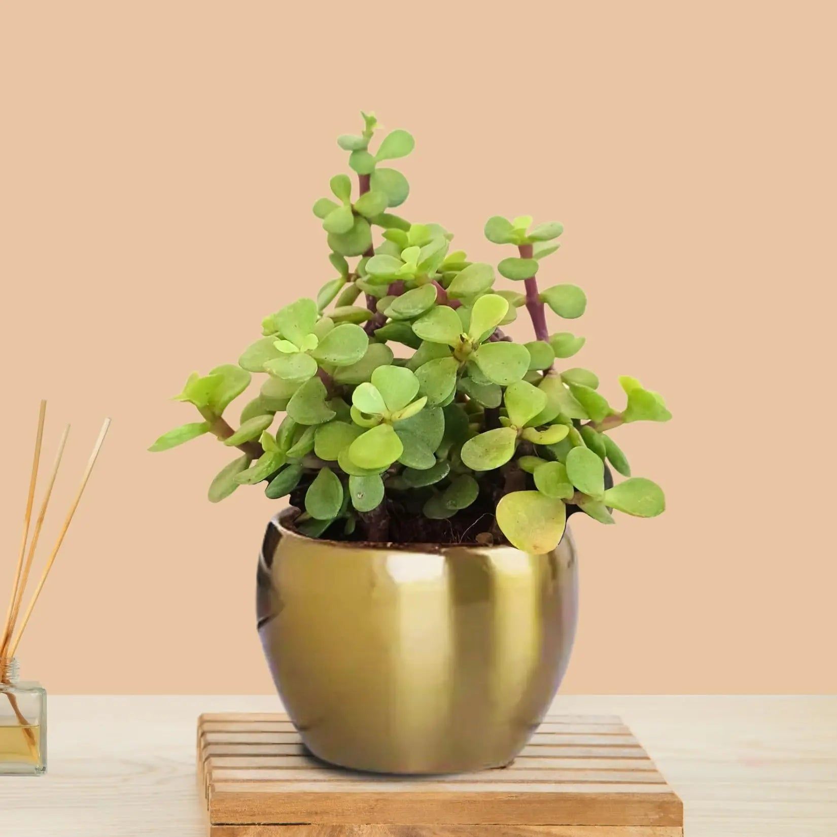 Jade Plant (Small) in Golden Metal Pot