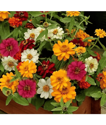 CLASSIC GREEN EARTH - Zinnia Flower ( 25 Seeds )