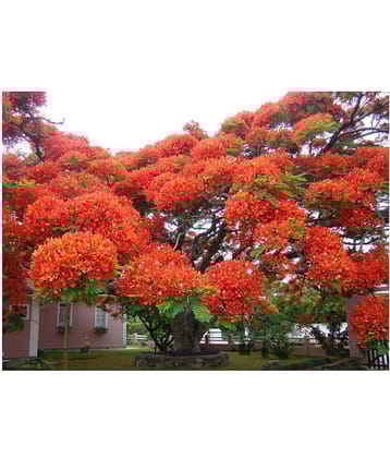 SHOP 360 GARDEN Delonix regia, Gulmohar, Flamboyant, Flame of the forest, Royal Poinciana Flowering Tree Seeds - Pack of 10 Seeds