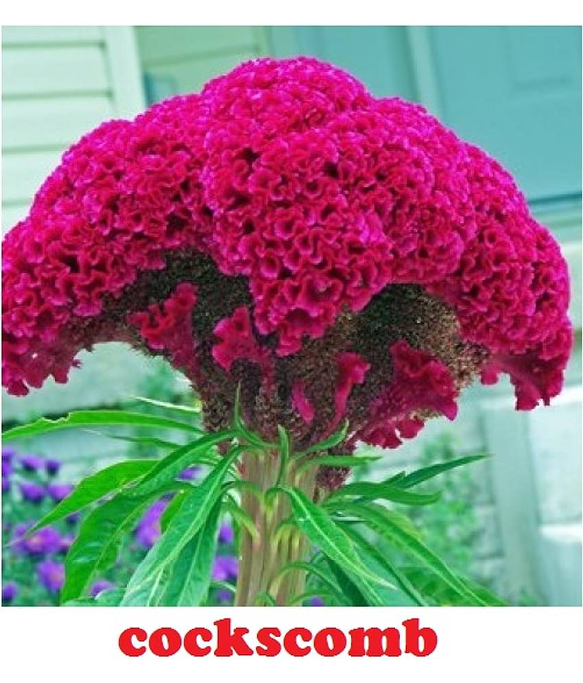 cockscomb mix type flower 30 seeds pack with free cocopeat and user manual