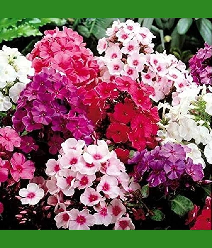 Sweet William- Flower Seeds for Balcony Gardening, 50 seeds