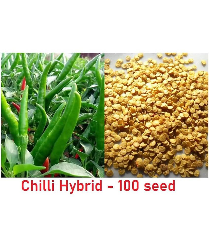 Pepper Chilli Hybrid Bengali Surajmukhi Type Seeds | 100 seeds