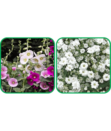 Aero Seeds Gypsophila elegans White (50 Seeds) And Hollyhock Mix Color (50 Seeds) Flower Seeds Pack