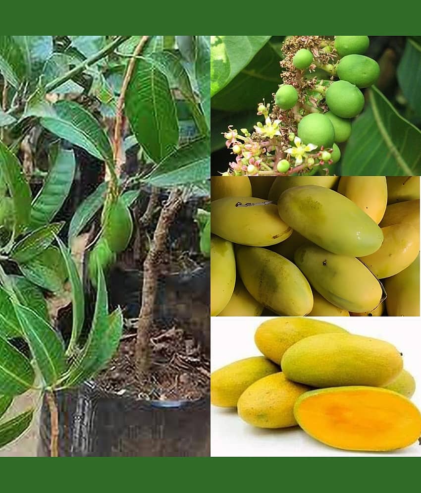 Cloud Farm Outdoor Mango Fruit Plant Pack of 1