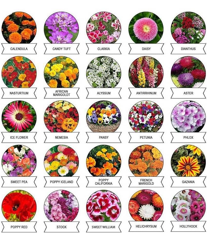 Winter Flower Seeds Pack of 20+ Variety