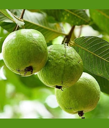 Cloud Farm Outdoor Fruit Plant ( Pack of 1 )