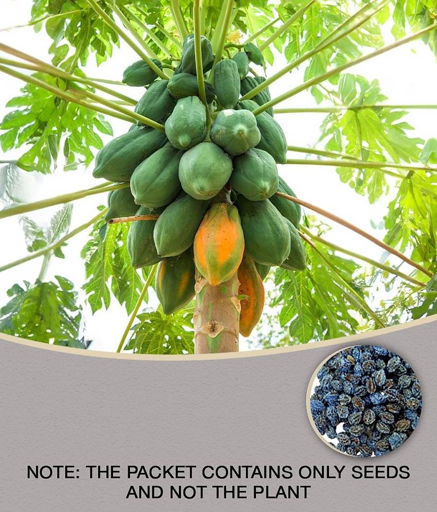 Papaya/Red Lady Hybrid Fruit ( papaya Seeds ) - 50 seed