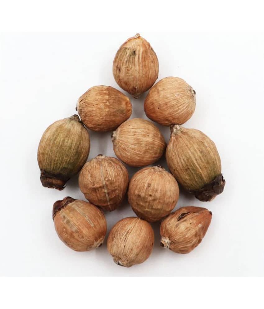 Parashara - Wood Laghu Nariyal (Pack of 1)