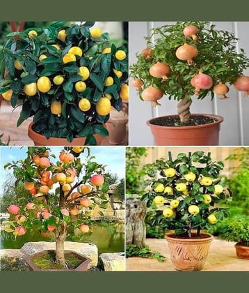 OLD STORE Mixed Fruit ( 60 Seeds )