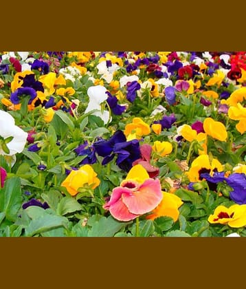 MIX COLOR PREMIUM PANSY FLOWER 50 SEEDS PACK MORE THAN 5 COLOR PLANT SEEDS WITH FREE GIFT COCO PEAT AND USER MANUAL FOR HOME GARDENING