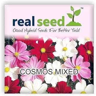 Cosmos Mixed Hybrid Imported Flower Seeds