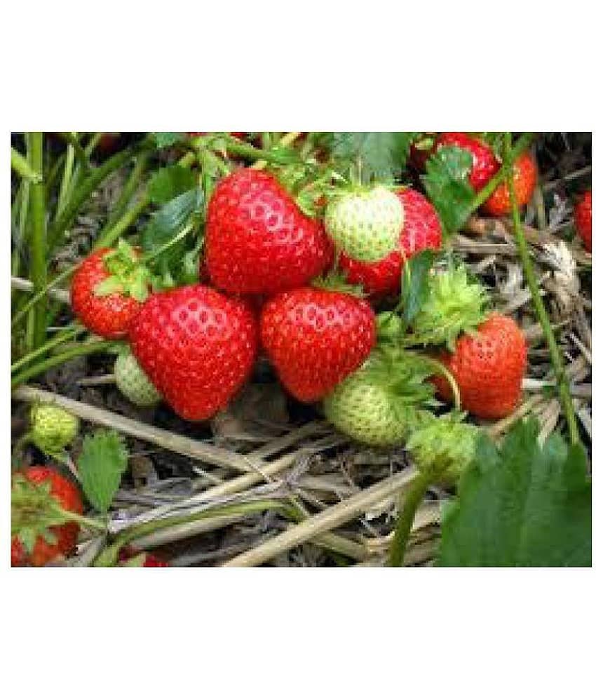 SEEDS FOR GARDENING STRAWBERRY F1 HYBRID SEEDS(LIVE GREEN)