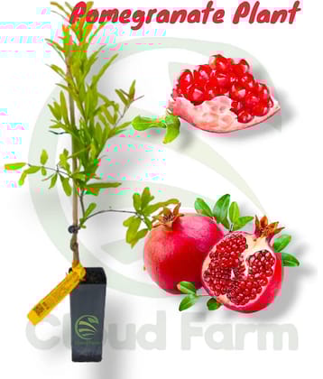 Cloud Farm Outdoor Fruit Plant ( Pack of 1 )
