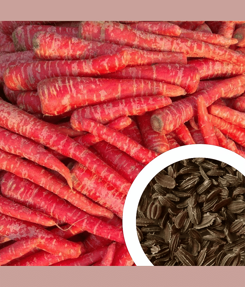Vedhahi Hybrid Red Carrot Vegetable ( 200 Seeds )