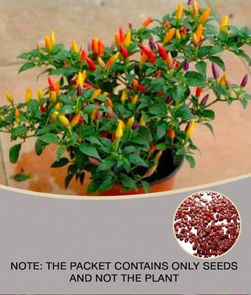50+ Thai Hot Chili Pepper Seeds Grown Capsicum frutescens VAR pod Pepper hot Pepper
