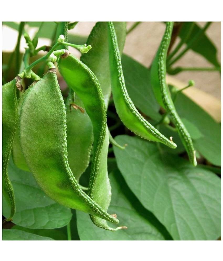 BS SEEDS Chedi Avarai Lablab Purpureus,Hyacinth,Dolichos Bean,Chedi Avarai (20 Seeds)