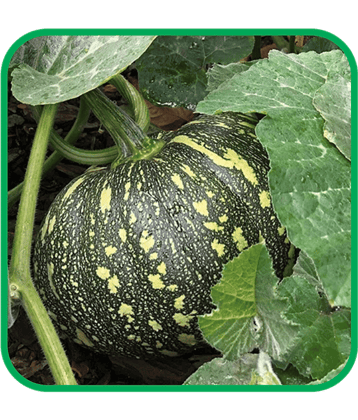 Aero Seeds Pumpkin Vegetable ( 30 Seeds )
