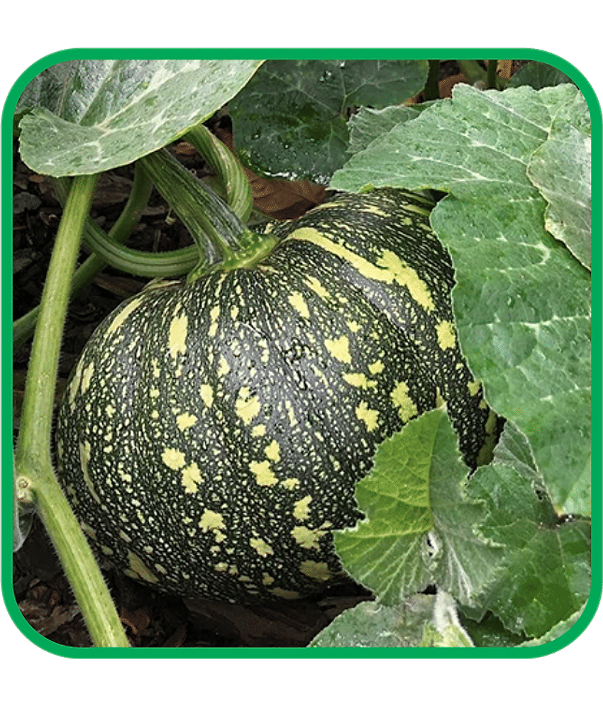 Aero Seeds Pumpkin Vegetable ( 30 Seeds )