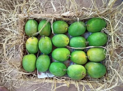 Devgad Regular Size Alphonso Mangoes (Hapus)  GI Tagged Premium | Naturally Ripened | Export Quality | Handpicked Authentic Devgad Mango | Wooden Box Packaging ( 2 Dozen)