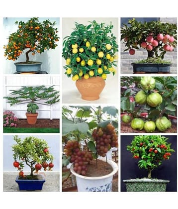 Azalea Garden Bonsai Suitable Fruit Seeds Mega Combo (Apple, Orange, Lemon, Guava, Cherry, Grapes, Papaya, Pomegranate)