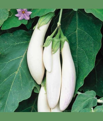 Jignisha Seeds Organic White Long Brinjal Vegetable ( 50 Seeds )