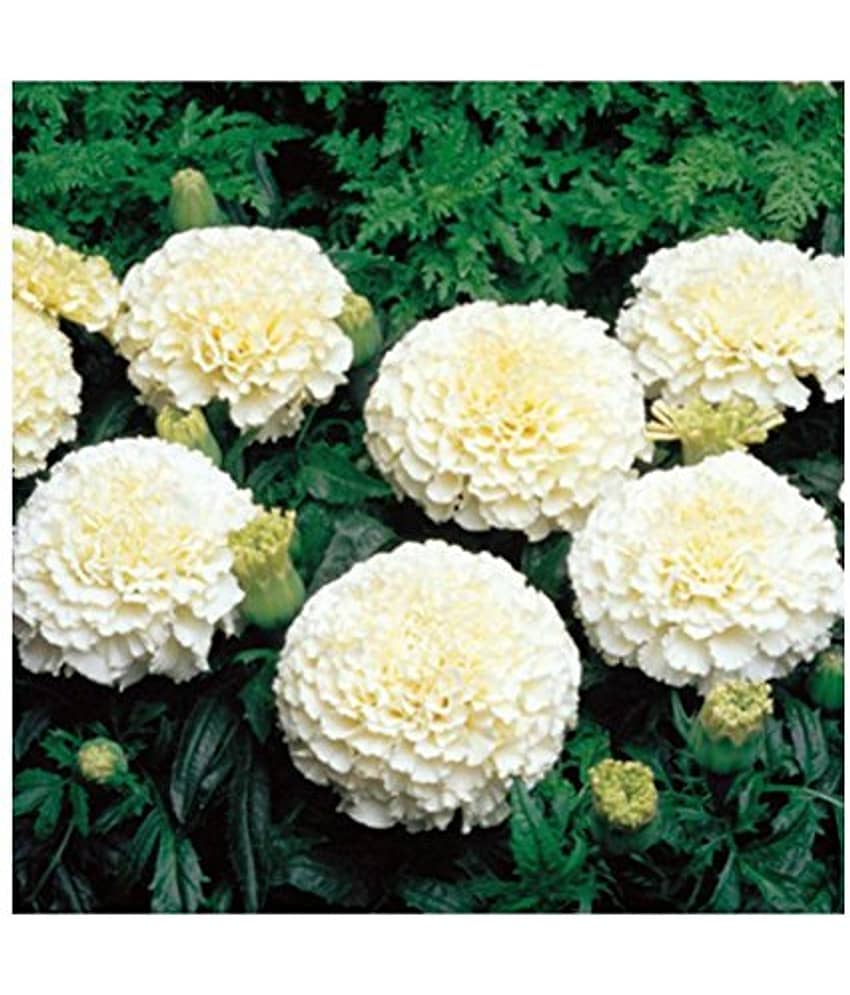 WHITE MARIEGOLD 50 seeds pack with cocopeat and user manual