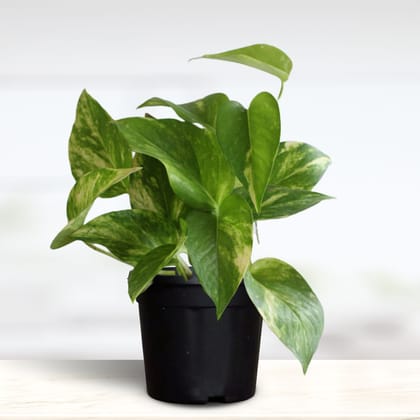 Greenkin Variegated Money Plant with Pot | NASA Recommended Air Purifying Plant
