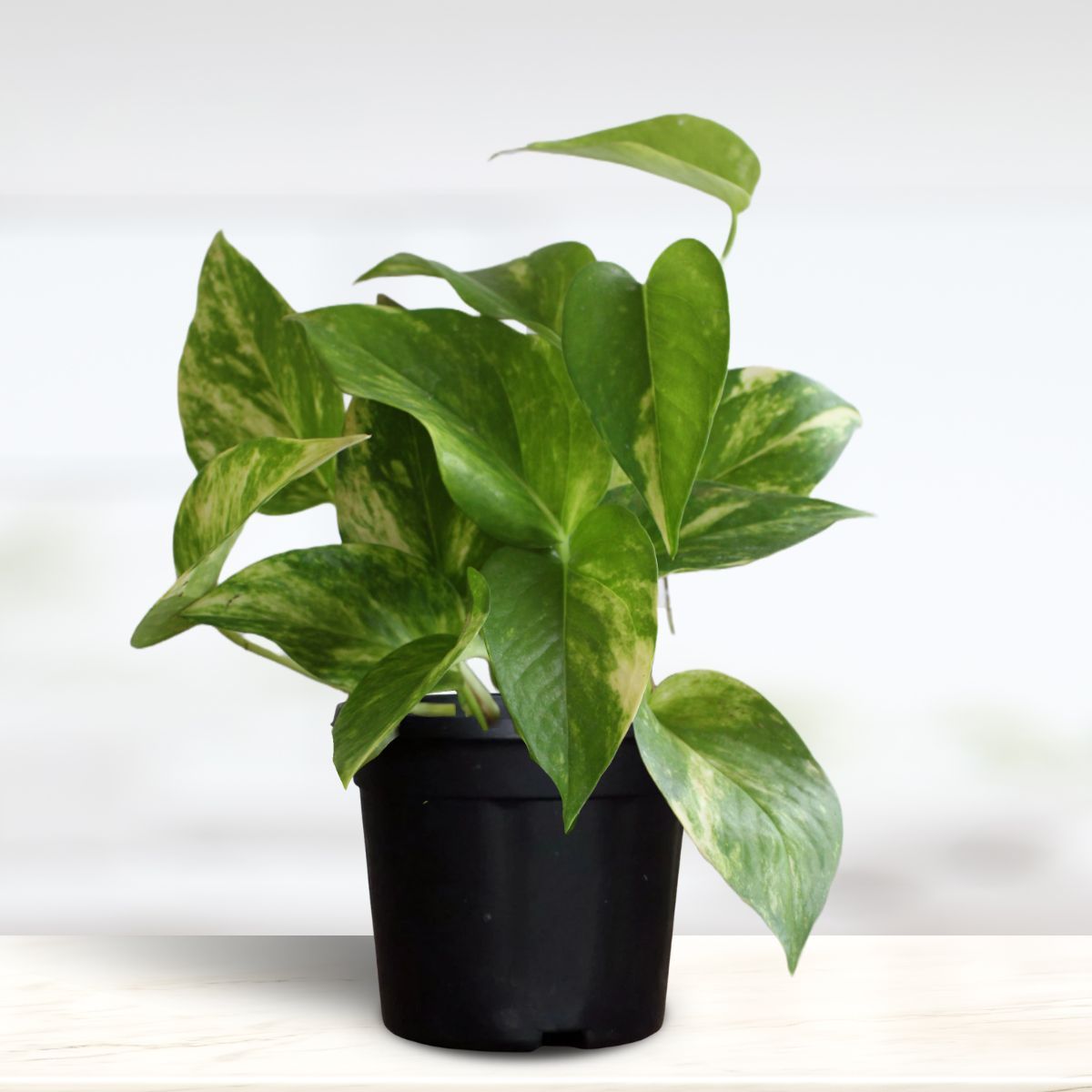 Greenkin Variegated Money Plant with Pot | NASA Recommended Air Purifying Plant