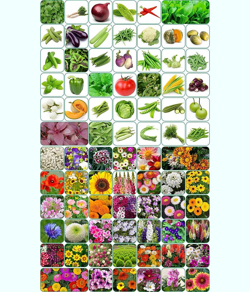 Aero Seeds Combo Pack Of 40 Varieties Flower Seeds 40 Varieties Vegetable Seeds