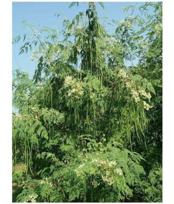 Moringa Oleifera ODC Hybrid Seeds (20 seeds)
