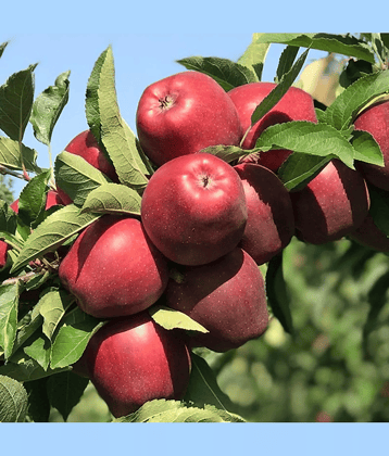 PARTHVA SEEDS Apple Fruit ( 10 Seeds )