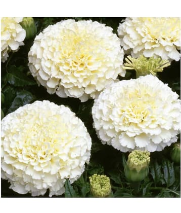 Bijilee F-2 Vanilla White - Flower Seeds Pack Of 30 Seeds