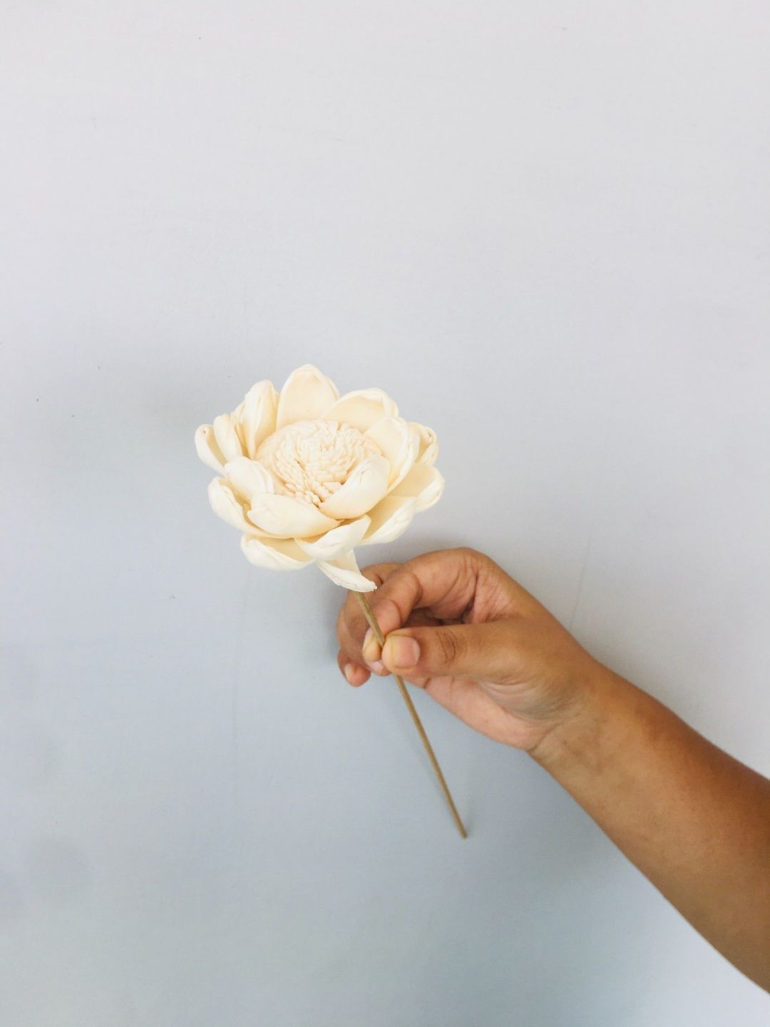 Beli Sola Flower (5pcs)