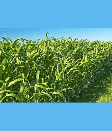hybrid sorghum grass 100 gram seeds pack with user manual