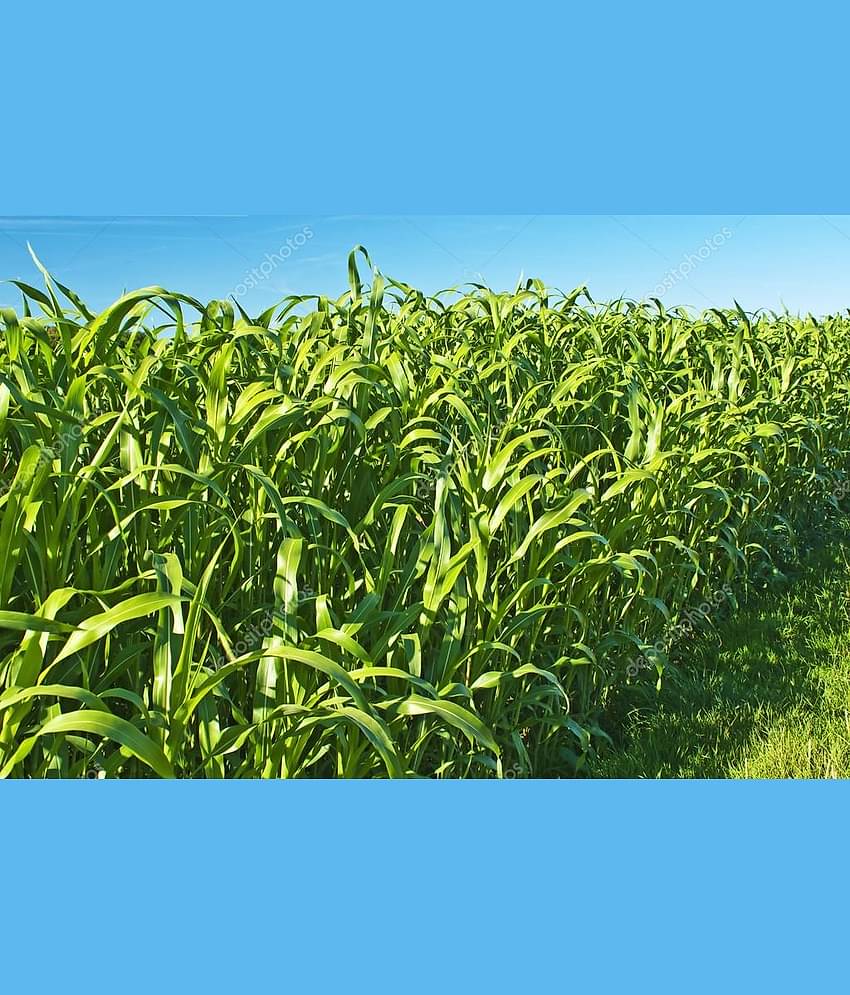 hybrid sorghum grass 100 gram seeds pack with user manual